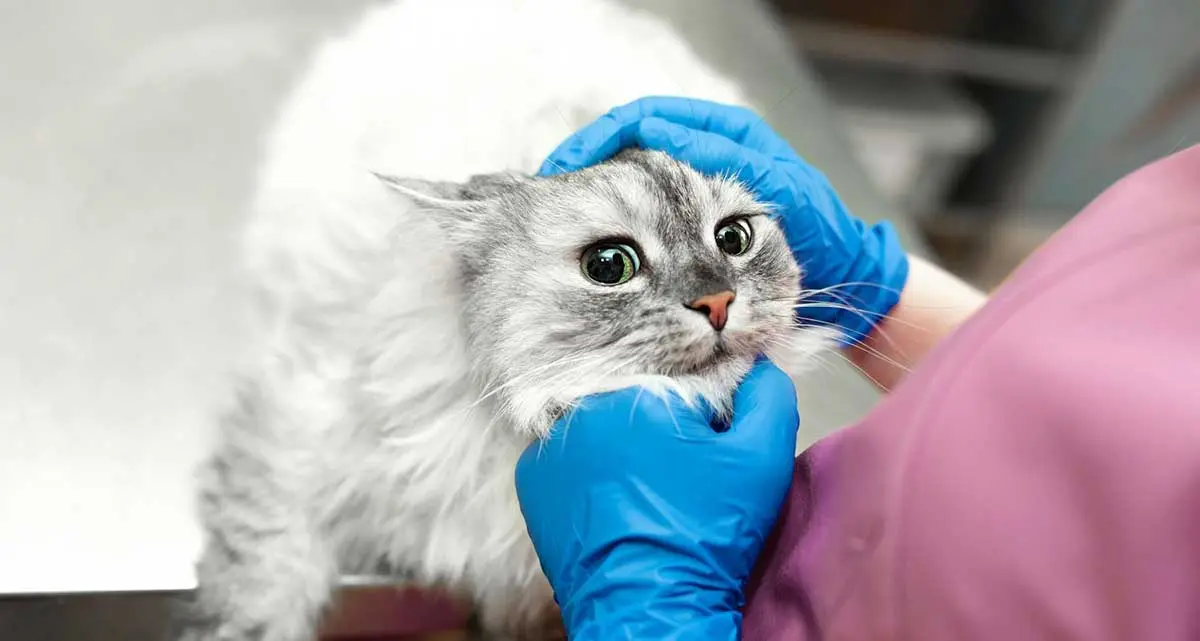 gray cat vet check up