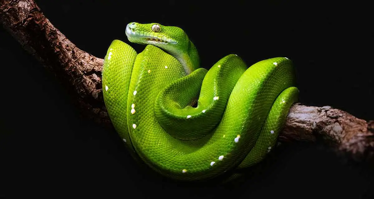 green tree python black background