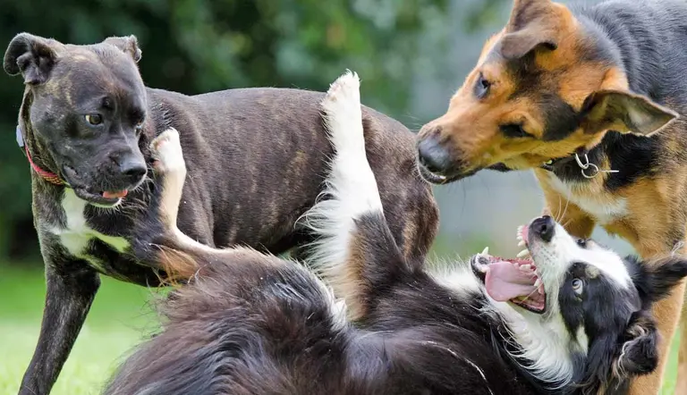 decoding the different type of dogs
