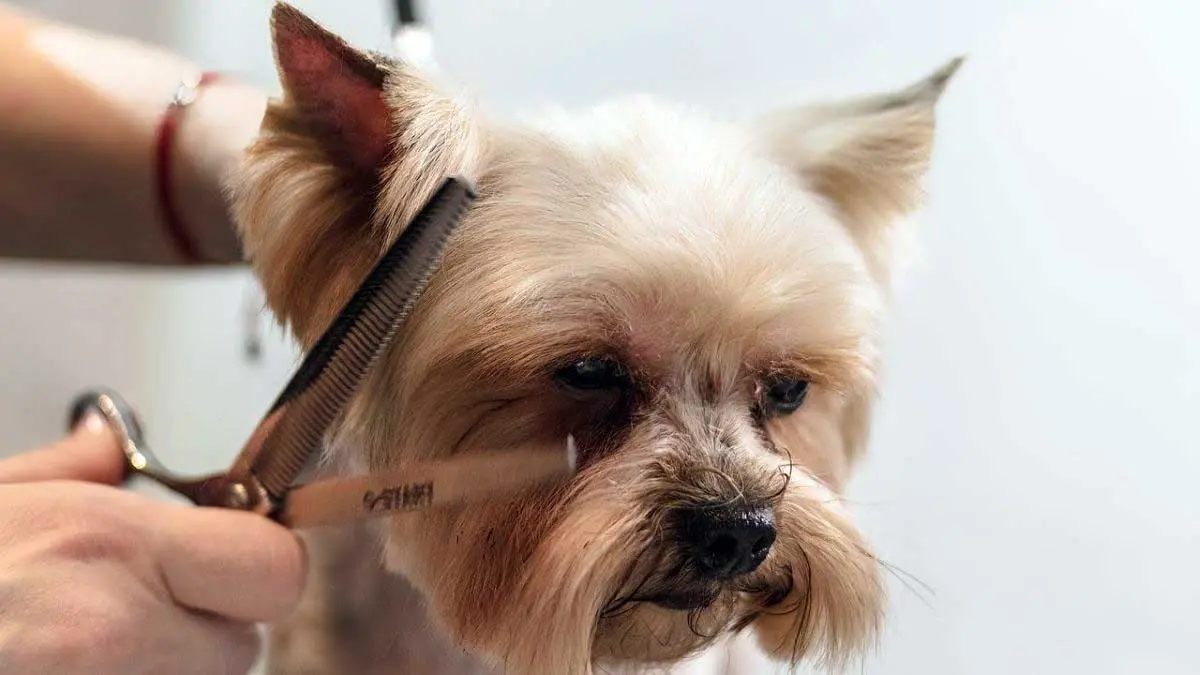 trimming dog hair