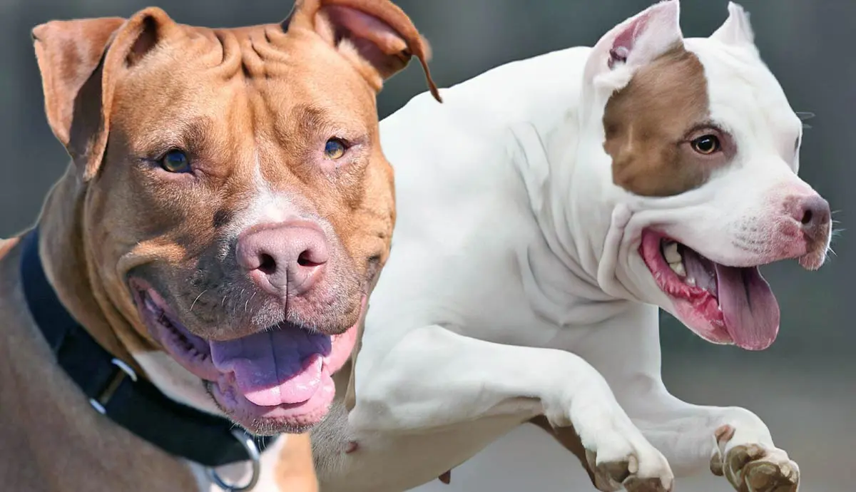 how did pitbulls earn their reputation as aggressive dogs