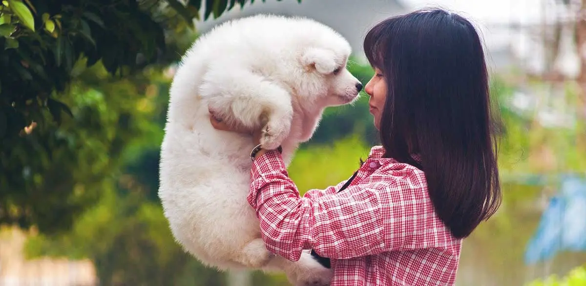 girl hold samoyed puppy