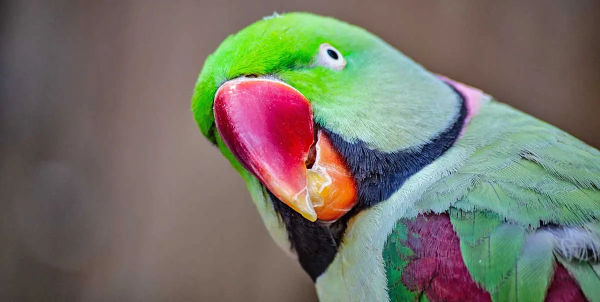 Close up of green parrot