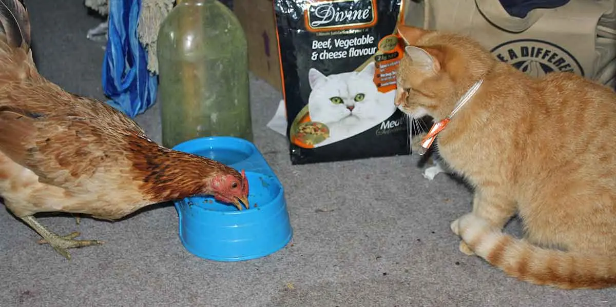 indoor chicken and cat