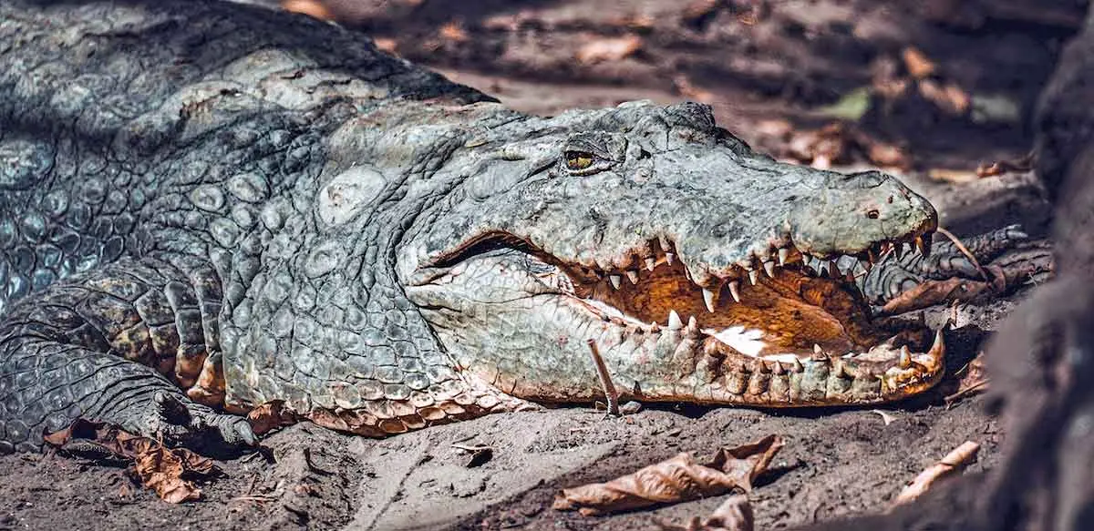 close up crocodile head