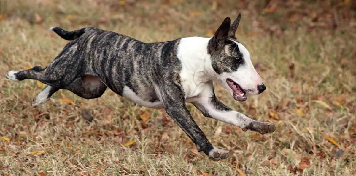 brindle and white bull terrier running