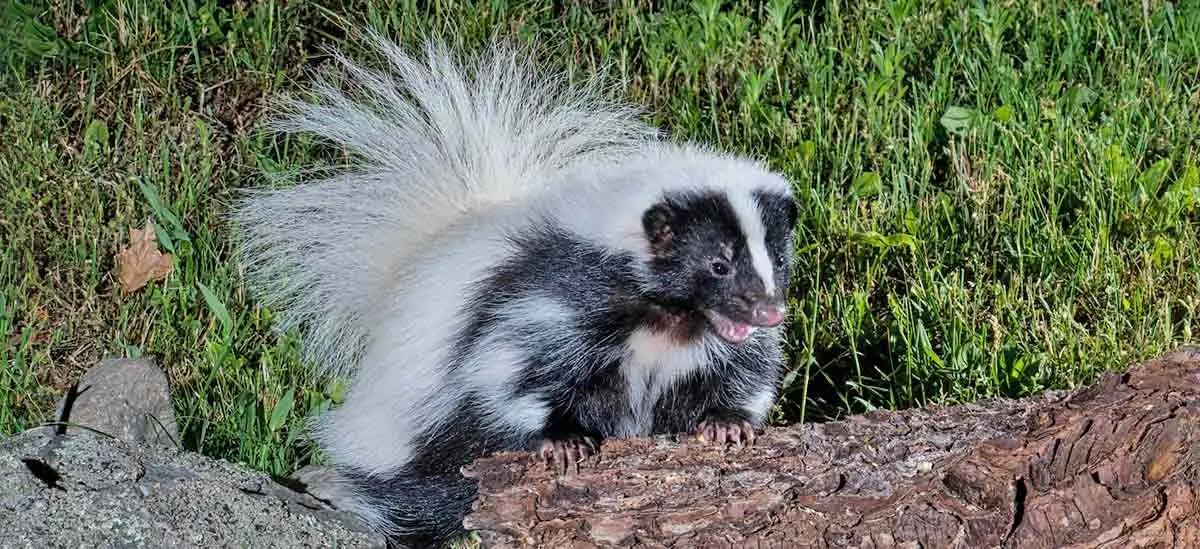 black and white skunk hissing while standing on tree trunk