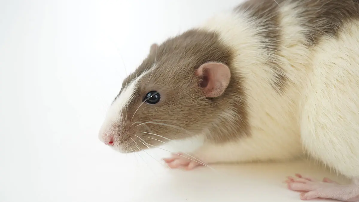 brown and white rat against white background