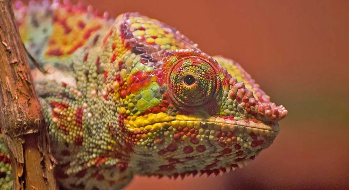 panther chameleon.jpg