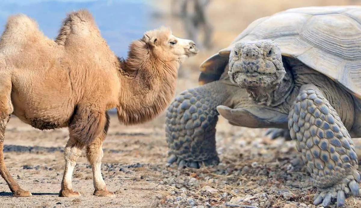 ways desert animals stay hydrated