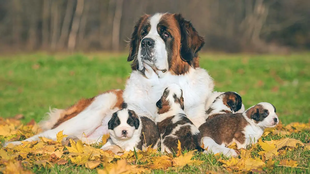 saint bernard with puppies