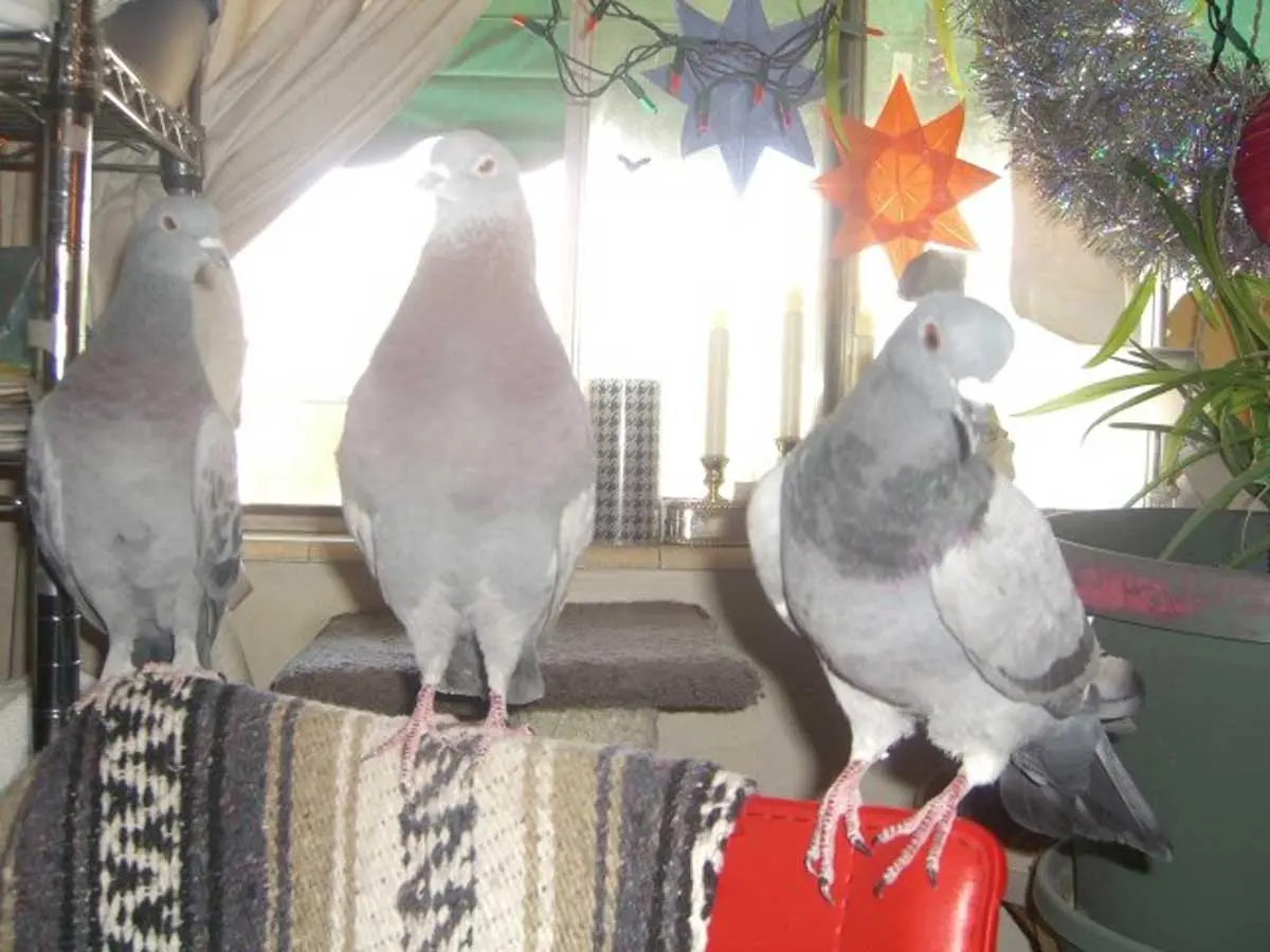 pigeons in someone_s house as pets