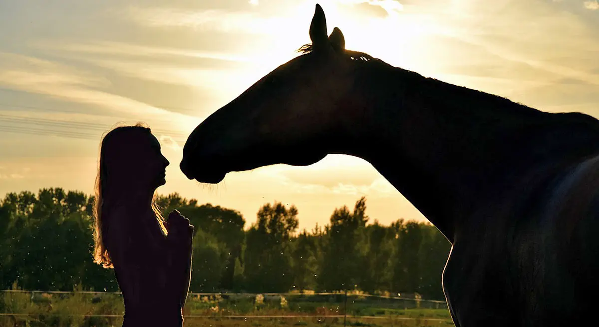 horse human sunset