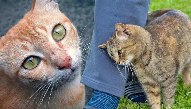 strange cat behaviors explained