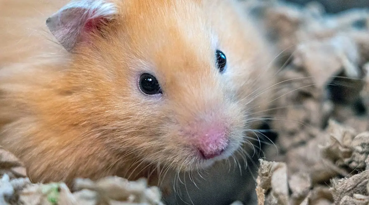 golden hamster in bedding
