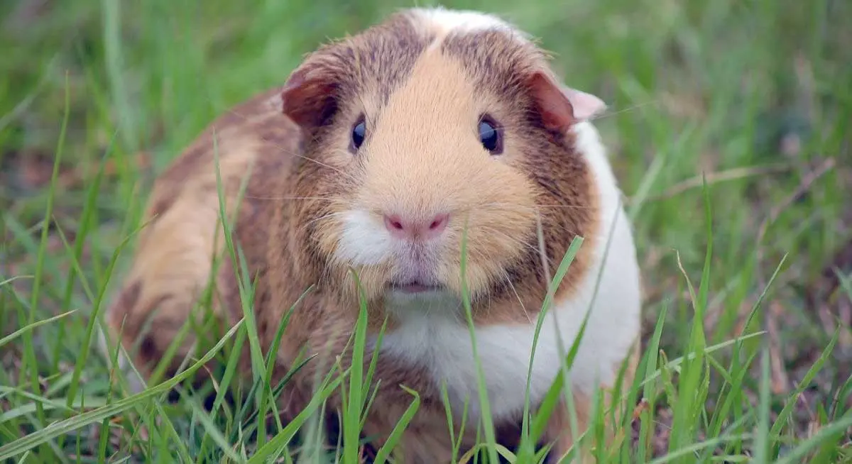 guinea pig in grass
