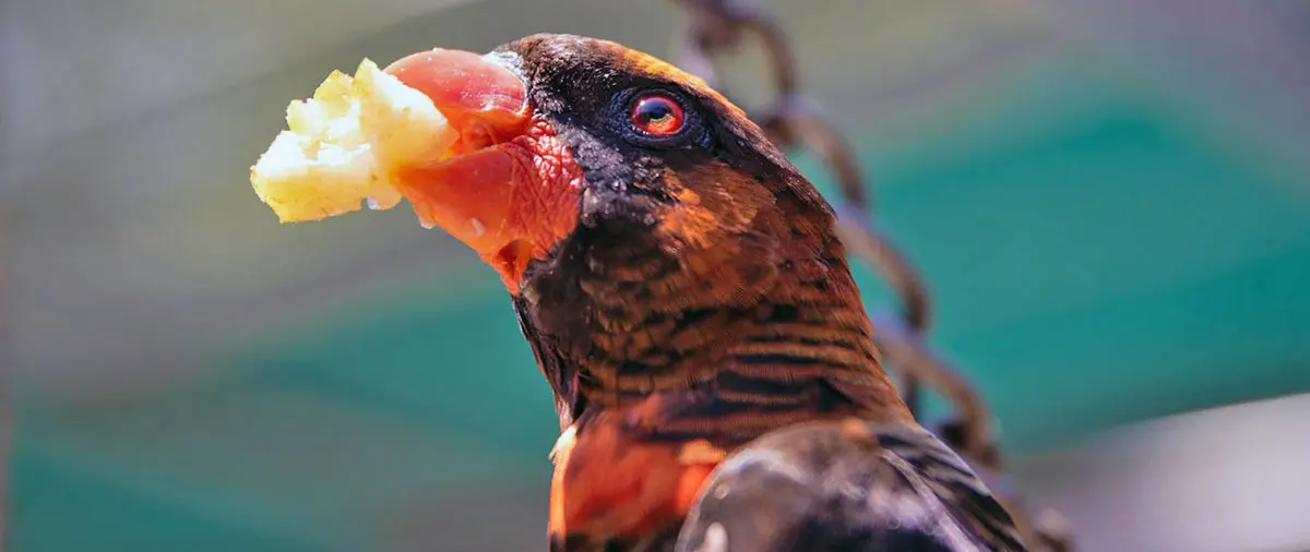 bird holding food in beak