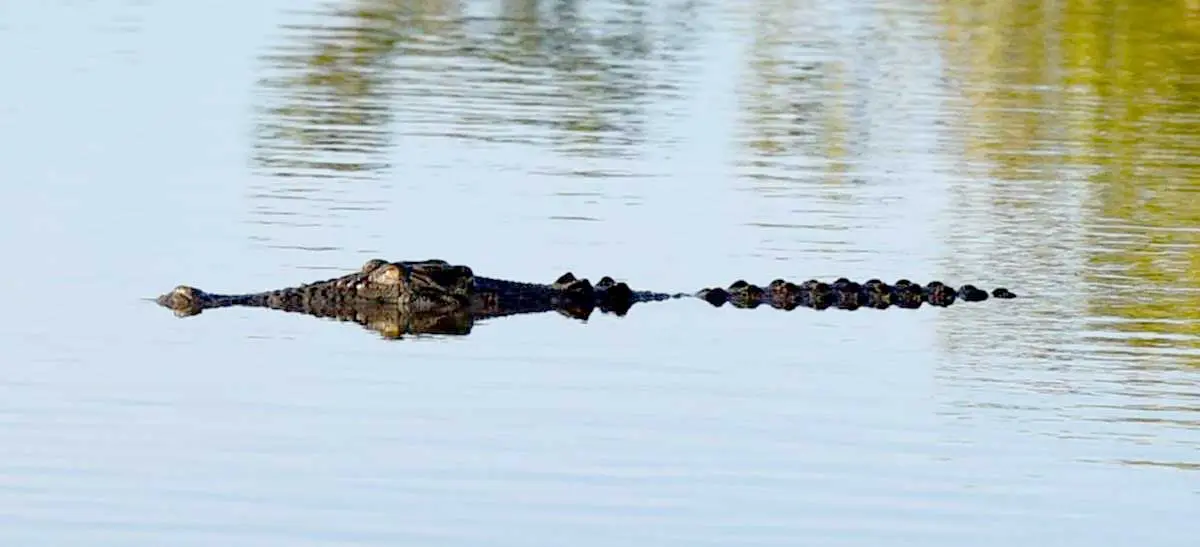 saltwater crocodile lurking in water
