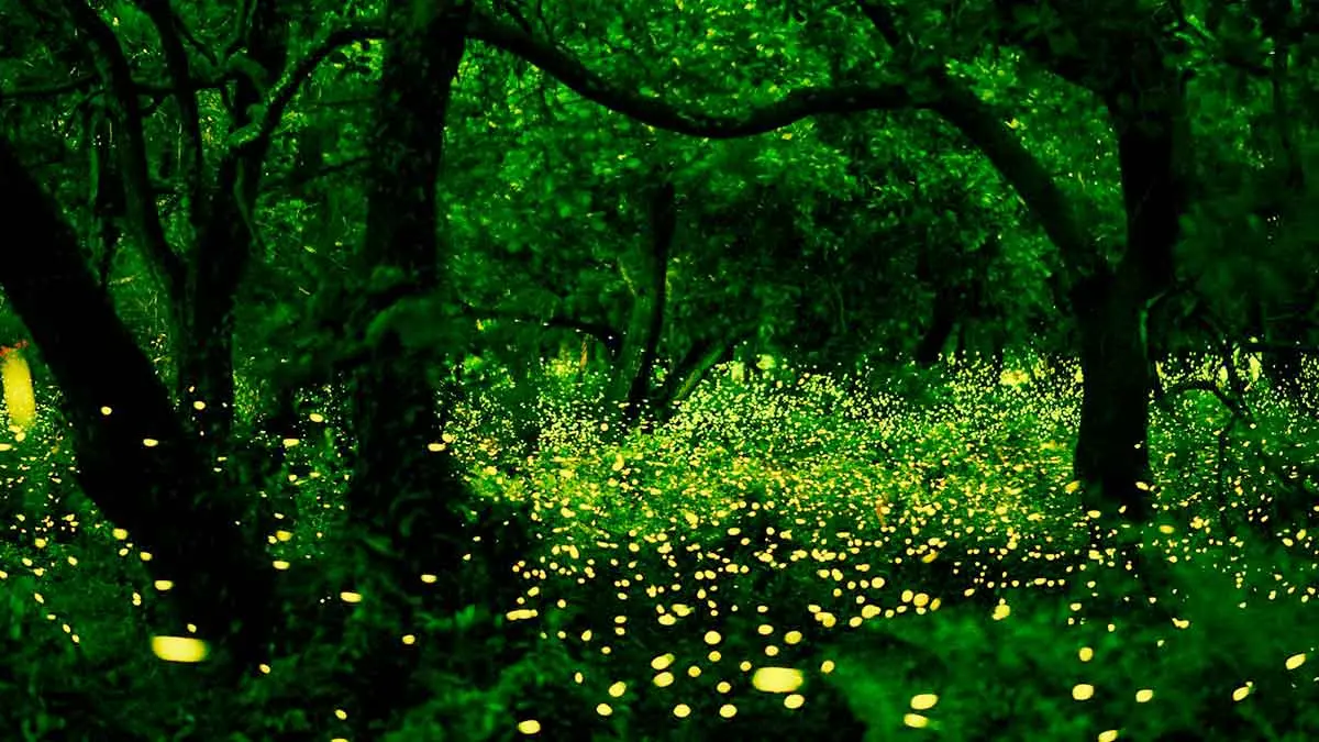 firefly forest