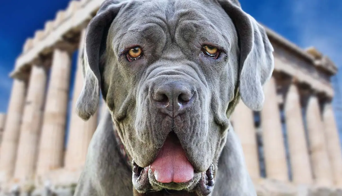 neapolitain mastiffs complete guide on these gentle giants
