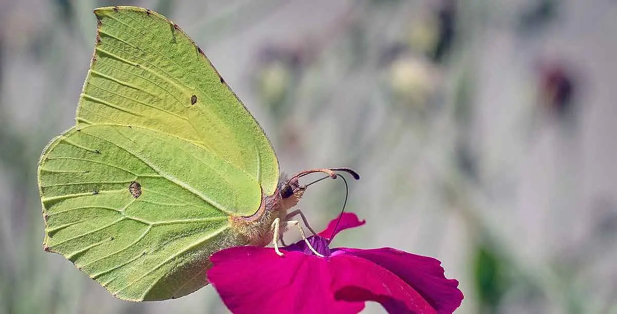 brimstone butterfly sitting on flower