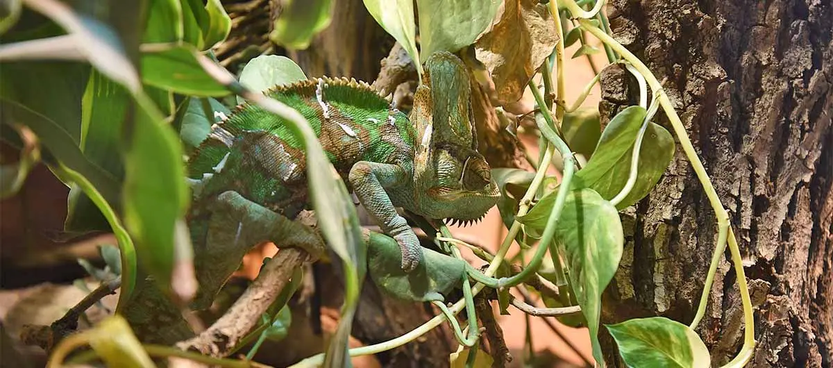 chameleon in a tree branch staring