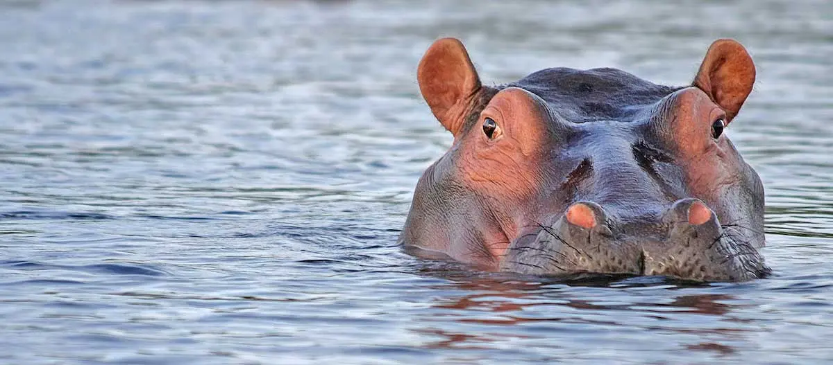 staring hippo water
