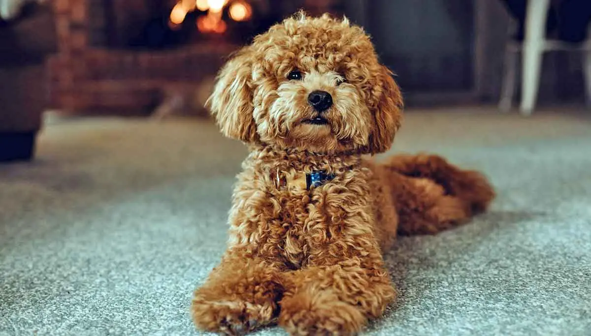 small brown poodle laying on carpet looking at camera