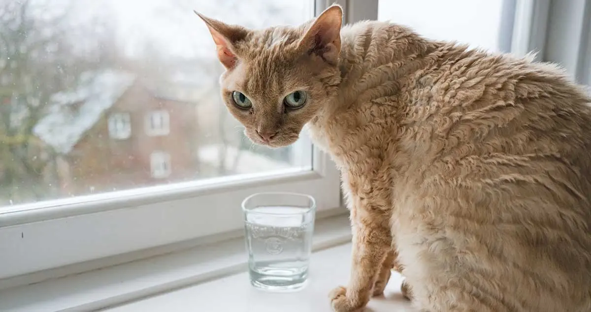 devon rex cat windowsil water