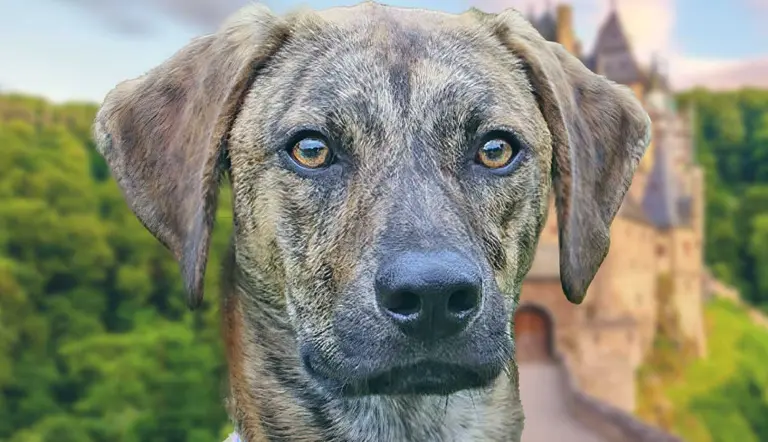 the intelligent plott hound everything you need to know