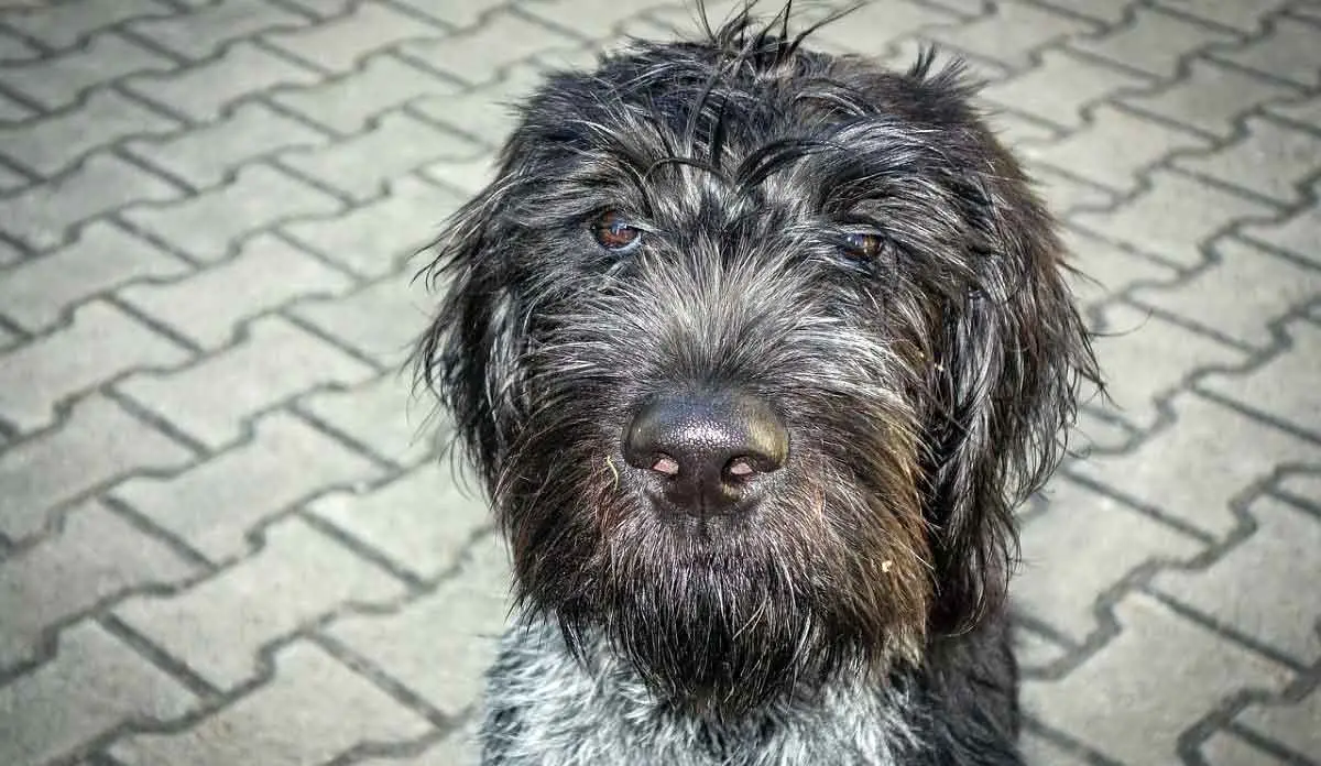 wirehaired dog