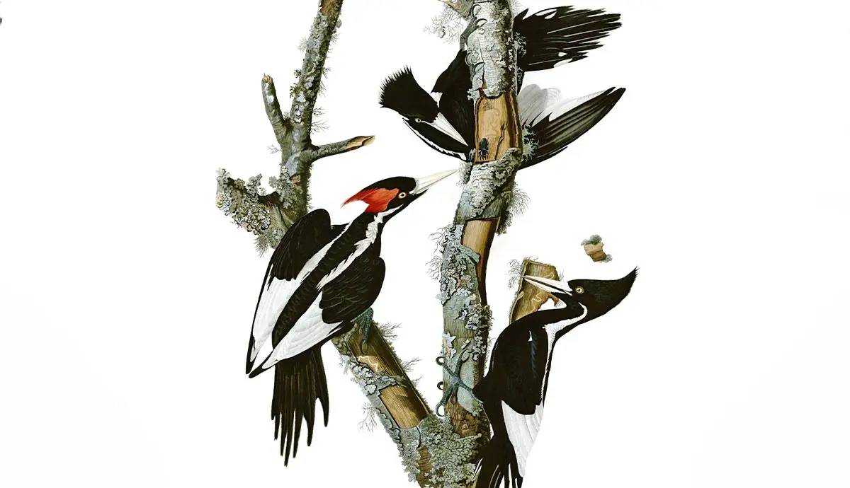 ivory billed woodpeckers