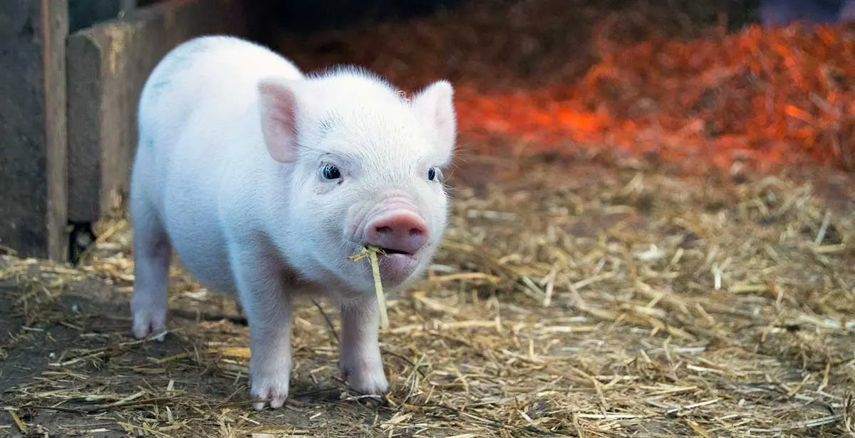 white piglet eating hay