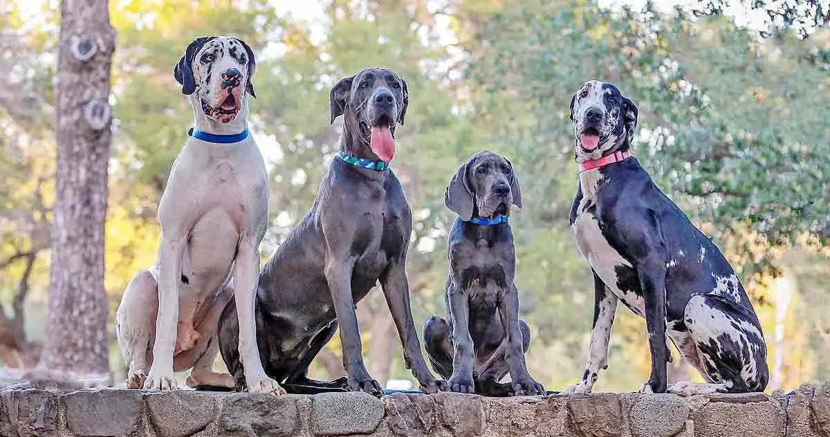 pack great danes wall