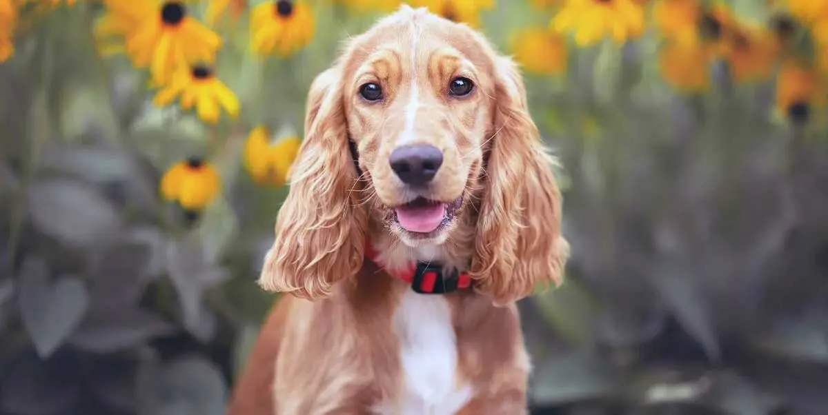 cocker spaniel dog standing in flower field