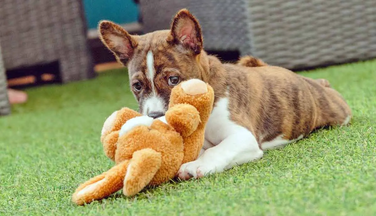basenji puppy with toy