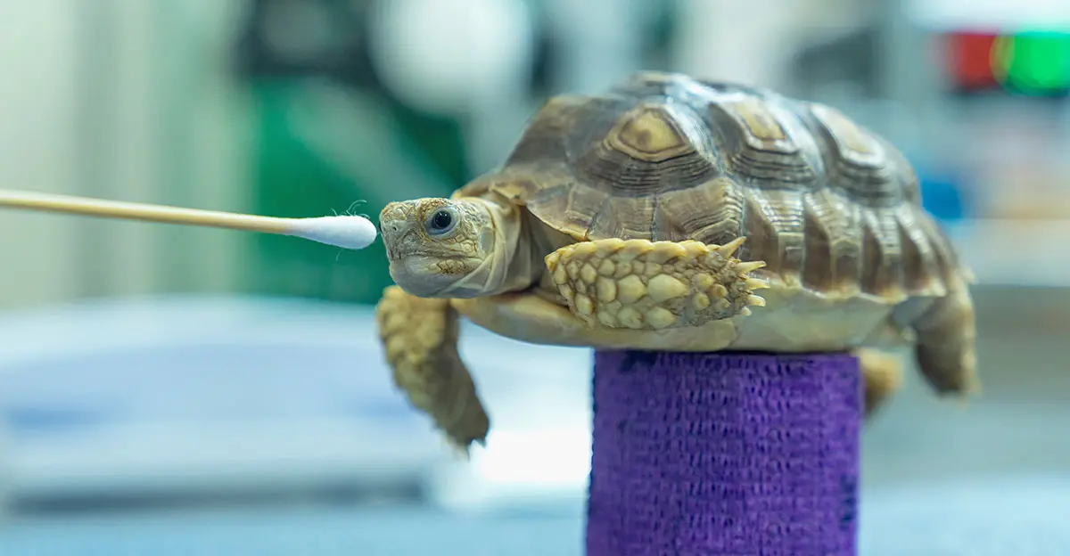 turtleonbandage