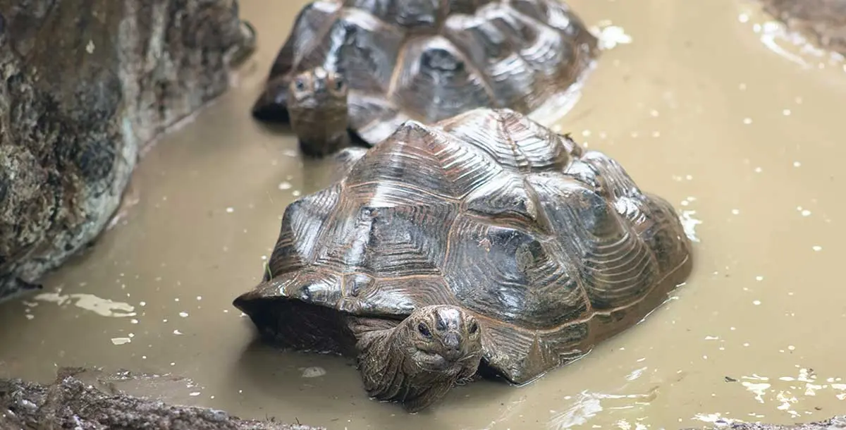 tortoises in puddle