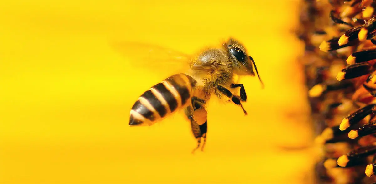 bee pollinating flower yellow background