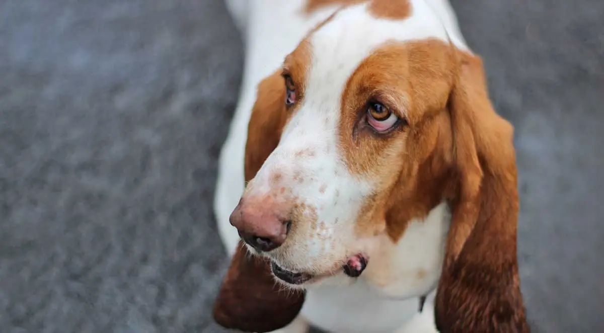 basset hound staring up at camera