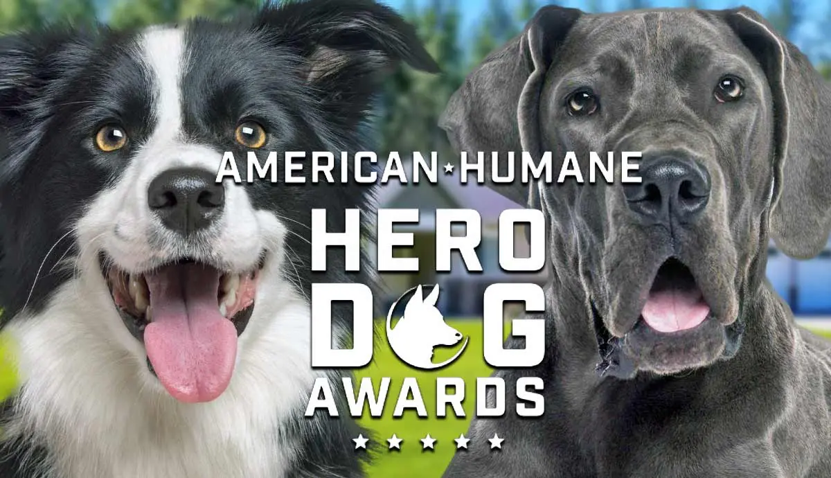 meet these dog heroes