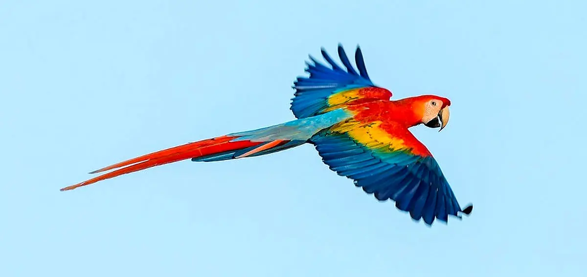 macaw flying against blue background.v1