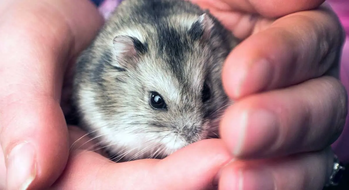 holding dwarf hamster