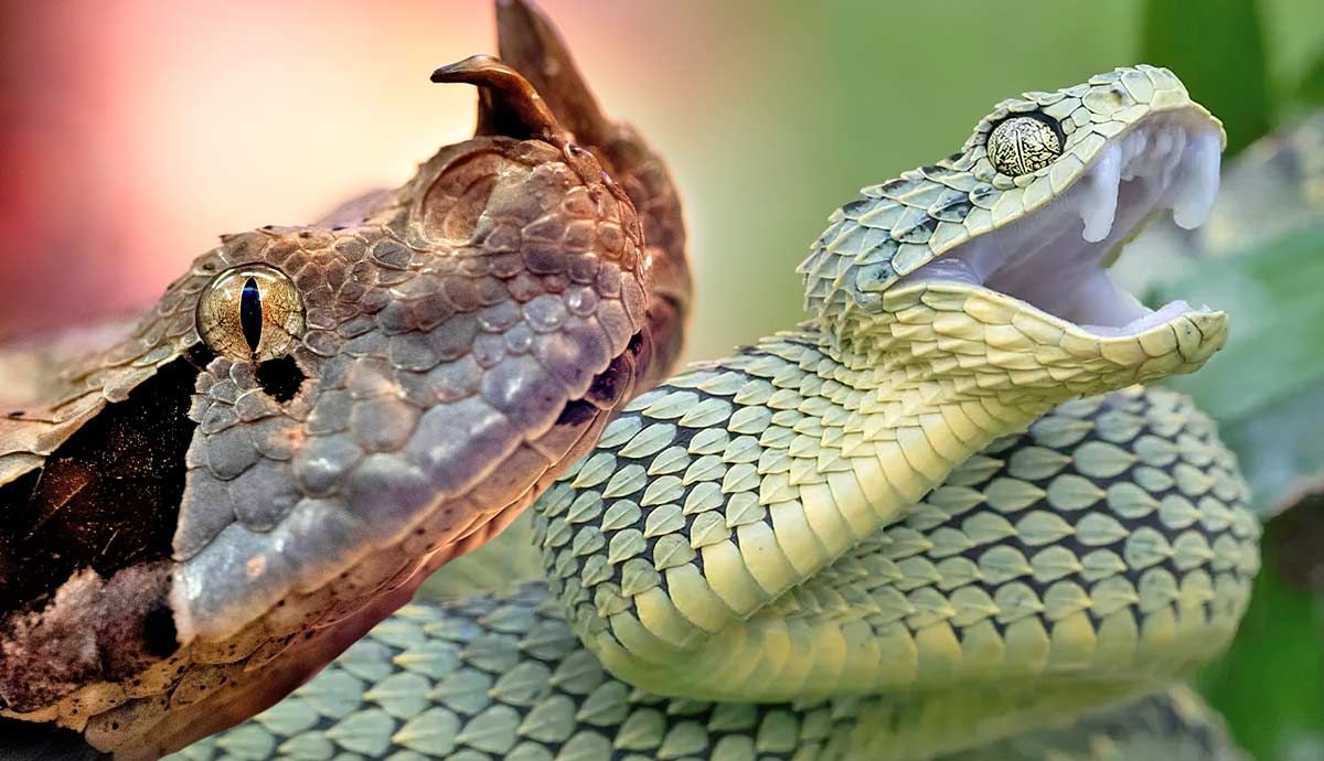 Interesting Facts About Africa S Deadliest Vipers