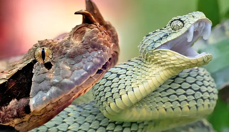 facts about africas deadliest vipers