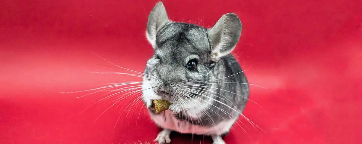 pet chinchilla