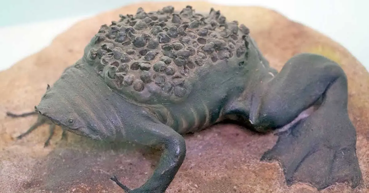 suriname toad giving birth