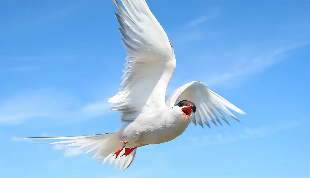 which birds migrate farthest