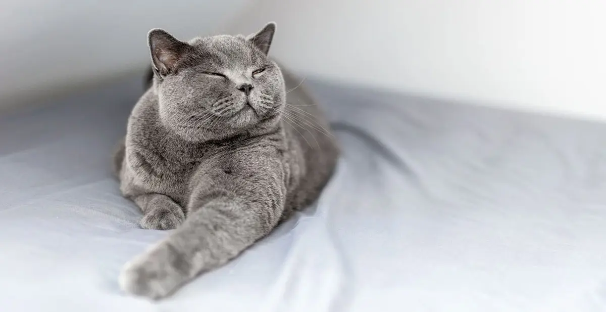 gray cat happy eyes closed