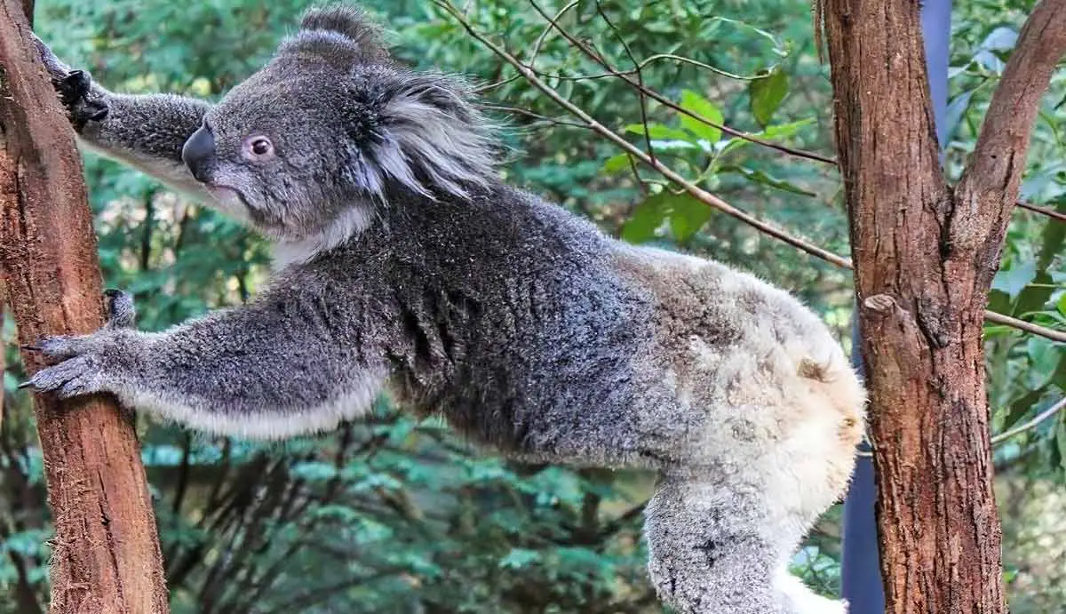 koala moving trees
